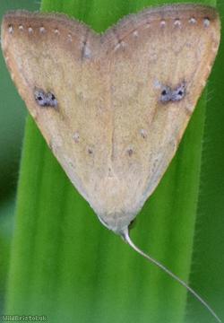 Moth Unidentified 19