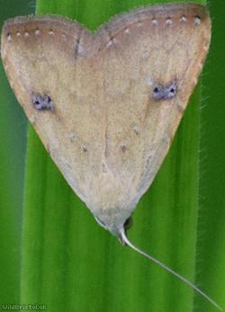 image for Moth Unidentified 19