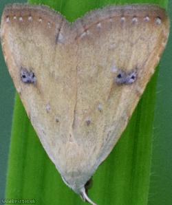 Moth Unidentified 19