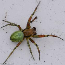 image for Cucumber Green Orb Spider