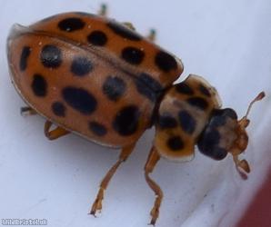 image for Water Ladybird