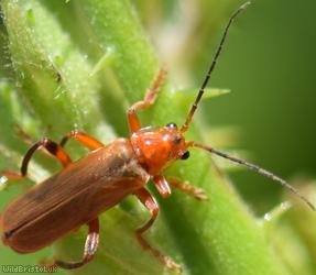 Cantharis livida