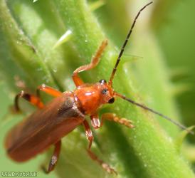 Cantharis livida