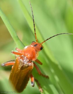 Cantharis livida