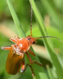 Cantharis livida