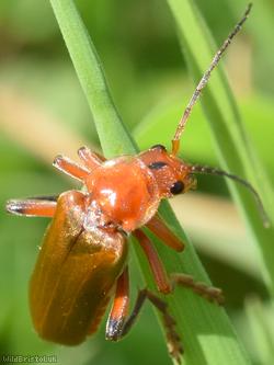 Cantharis livida