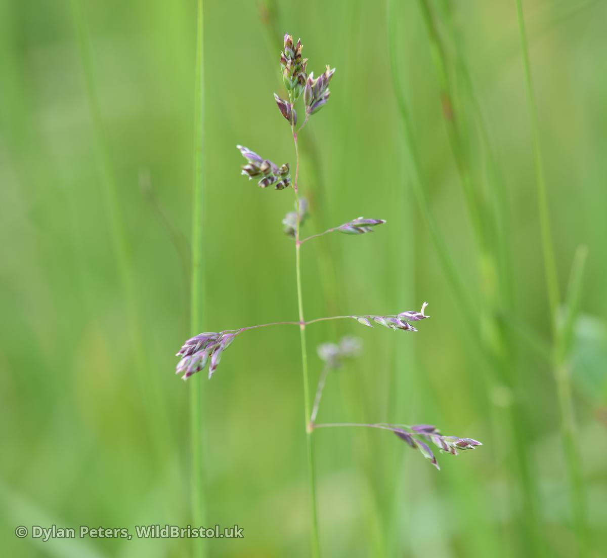 Smooth Meadow-grass - (Poa pratensis) - Species - WildBristol.uk