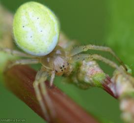 image for Alpine Cucumber-spider