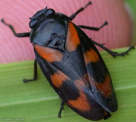 image for Red-and-black Froghopper