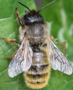 image for Red Mason Bee