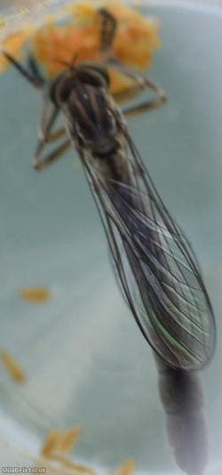 image for Striped Slender Robberfly
