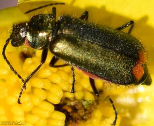image for Common Malachite Beetle