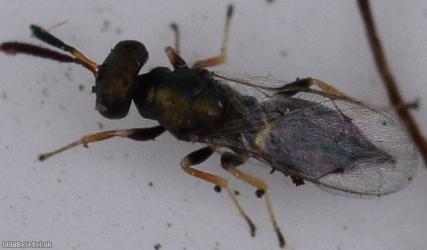 image for Chalcid Wasp Unidentified 2