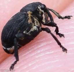 image for Iris Weevil