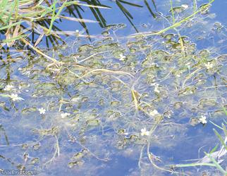 image for Common Water-crowfoot