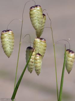 Greater Quaking-grass