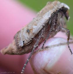 image for Large Yellow Underwing
