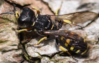 Sharp-shouldered Fly Fox
