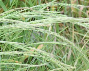 image for Rat's-tail Fescue