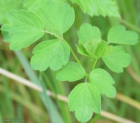 image for Common Meadow-rue