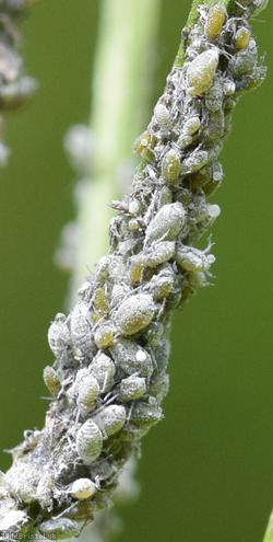 Mealy Cabbage Aphid