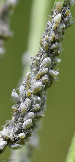 Mealy Cabbage Aphid