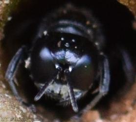 Hairy-backed Boxhead Wasp