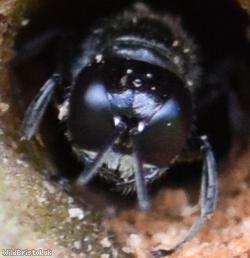 Hairy-backed Boxhead Wasp