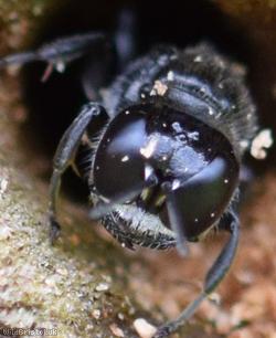 image for Hairy-backed Boxhead Wasp