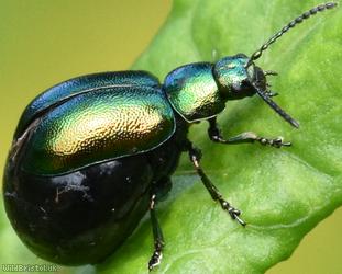 image for Green Dock Beetle