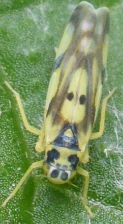 image for Potato Leafhopper
