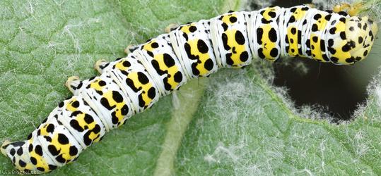 image for Mullein Moth