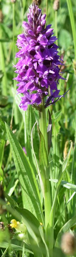 image for Southern Marsh Orchid