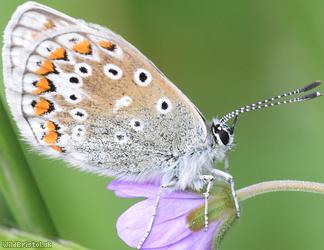 image for Common Blue