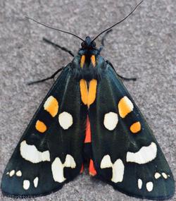 image for Scarlet Tiger Moth