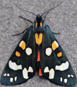 Scarlet Tiger Moth