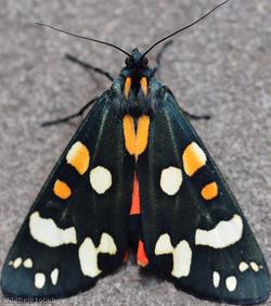 Scarlet Tiger Moth