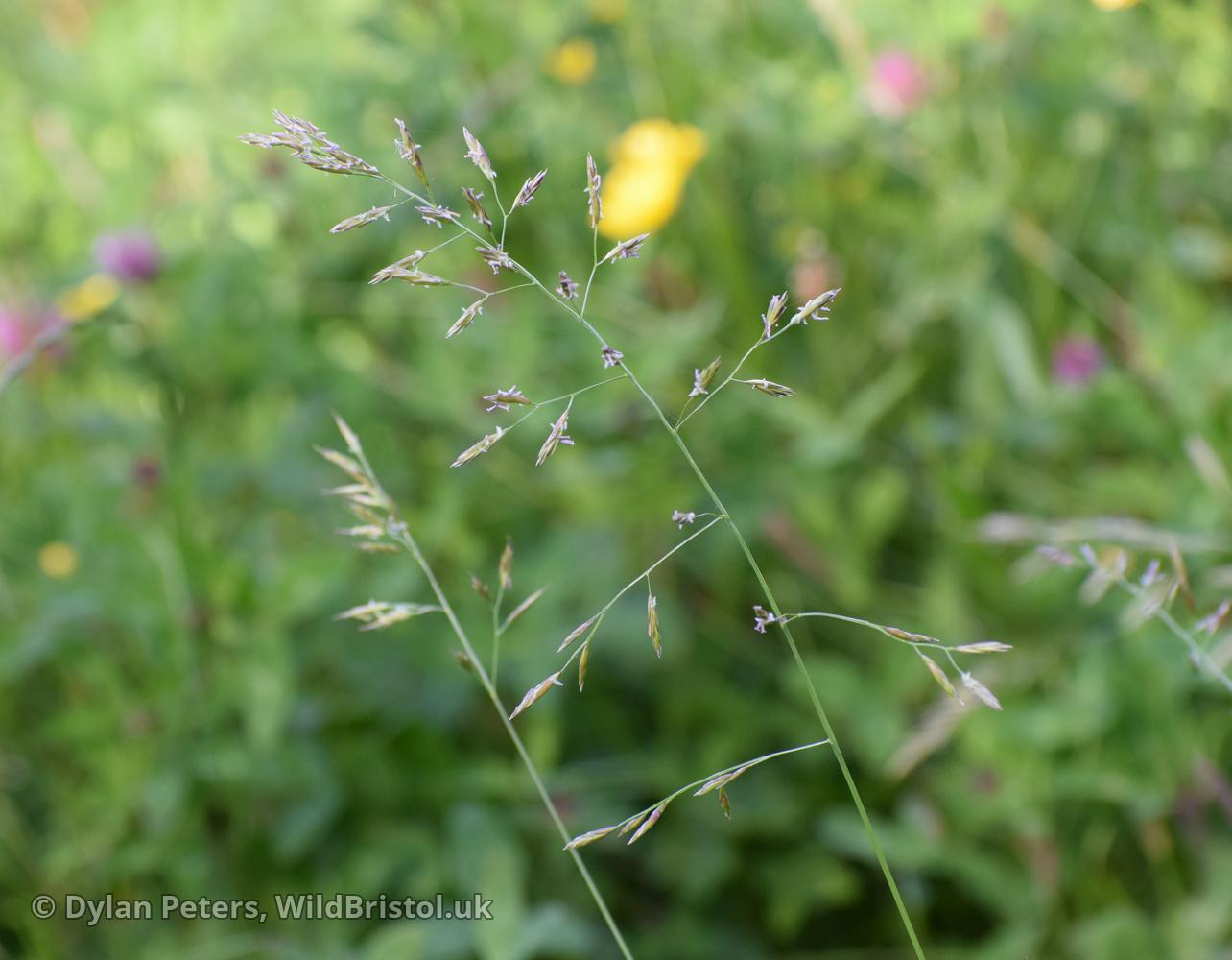 Meadow Fescue Schedonorus Pratensis Species Wildbristoluk