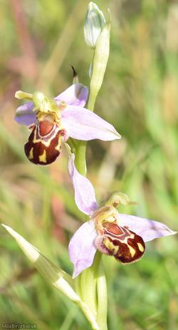 image for Bee Orchid