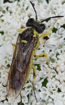 image for Black-horned Clover-sawfly