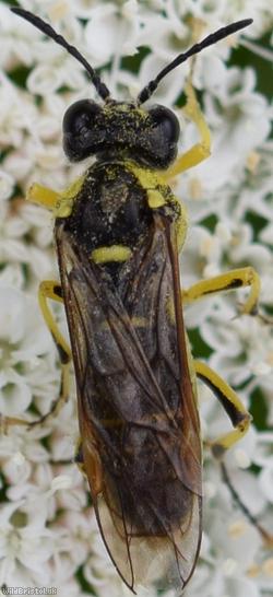 Black-horned Clover-sawfly