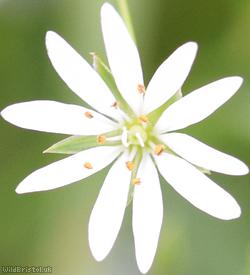 Marsh Stitchwort