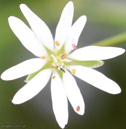 Marsh Stitchwort