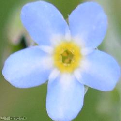 Tufted Forget-me-not