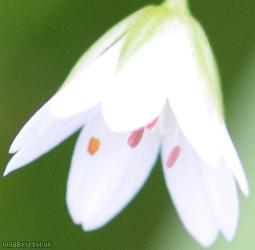 Marsh Stitchwort