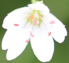 Marsh Stitchwort