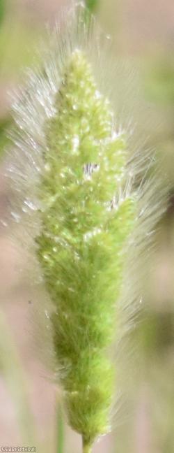 Southern Beard-grass