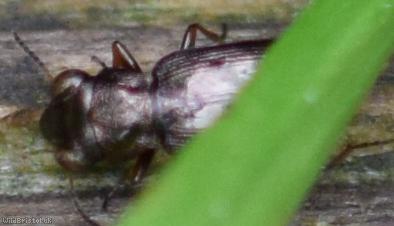 Common Springtail-stalker