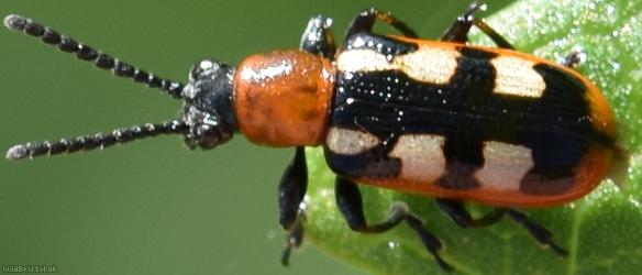 image for Asparagus Beetle