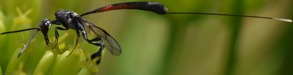 Greater Pennant Wasp